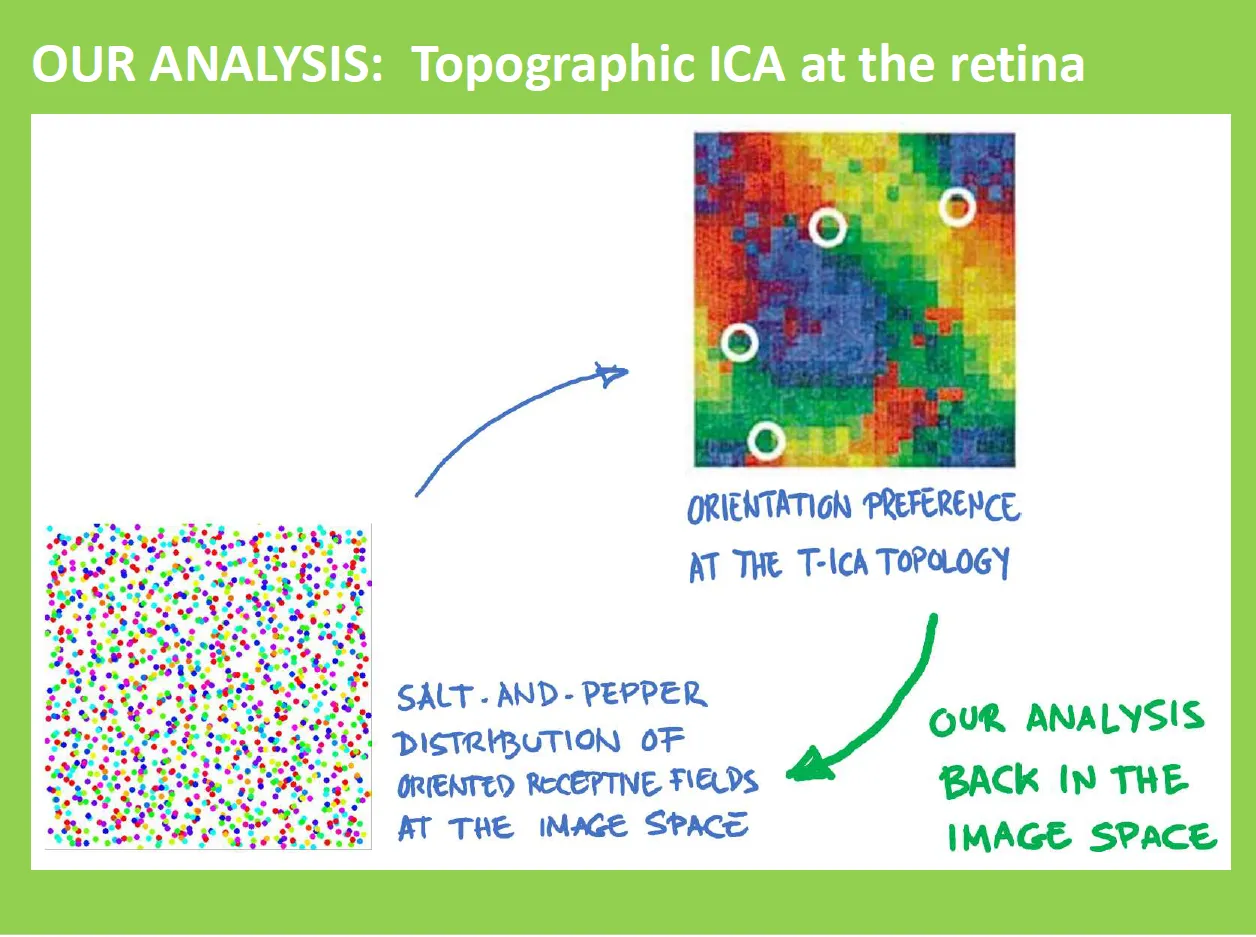 Topographic ICA Image